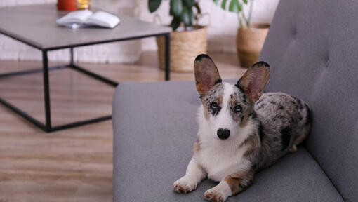 Corgi sweater online